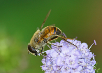 Mistbiene (Eristalis tenax) - © Emanuel Trummer